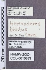 Etikette zu Heteroderes oblitus (NHMW-ZOO-COL-0010691)